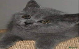 British Shorthair cats for sale: Beautiful litter of British blues  - Image 11
