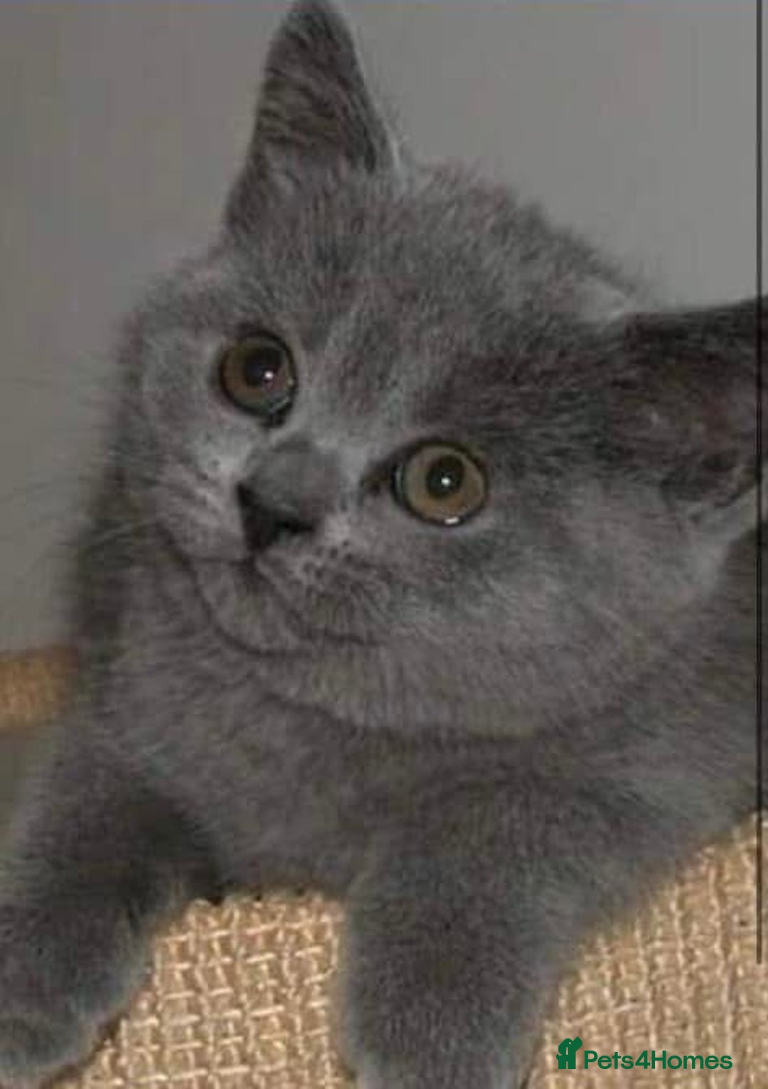 British Shorthair cats for sale: Beautiful litter of British blues  - Image 11