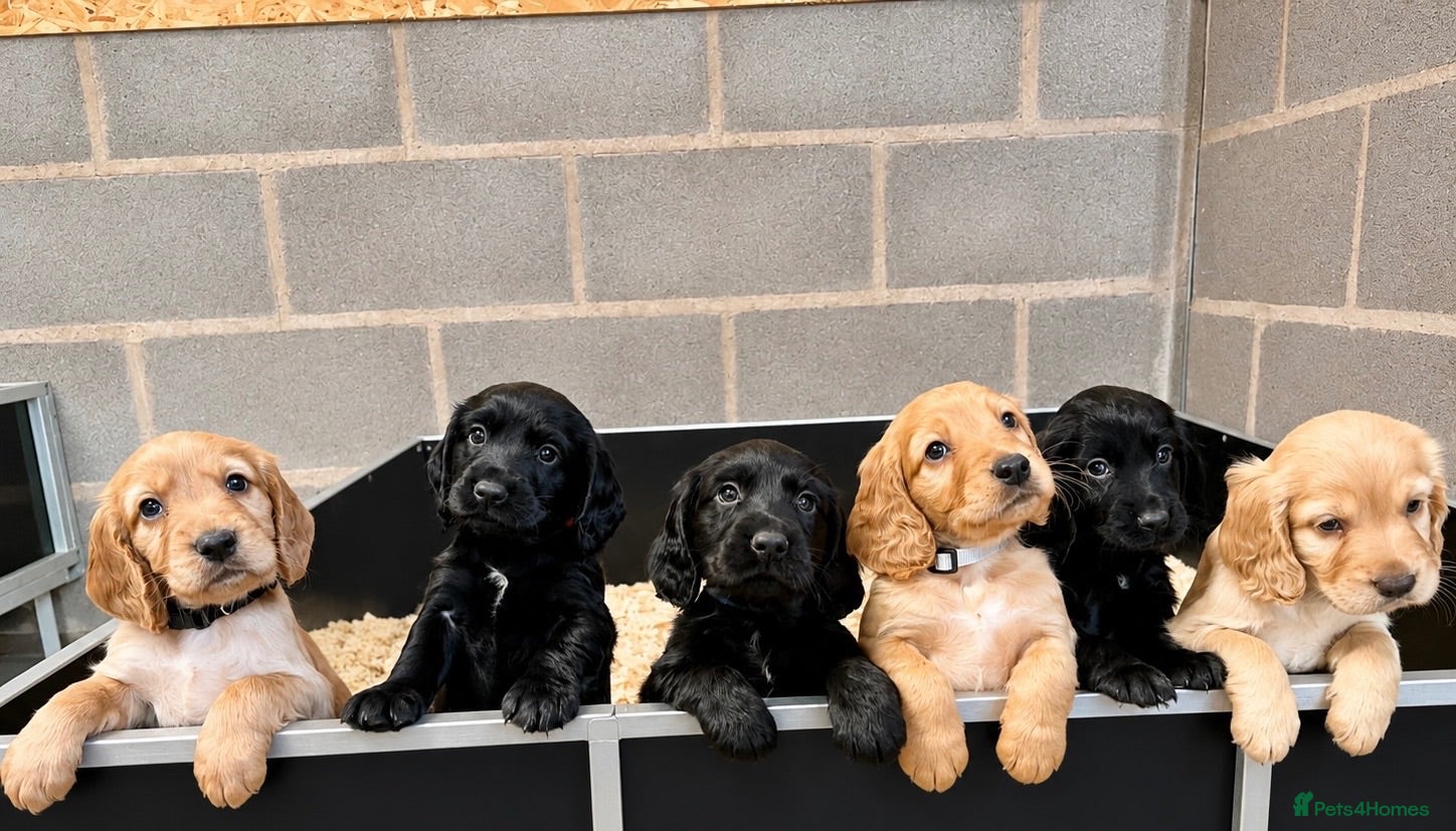 Cocker Spaniel dogs KC registered working cocker spaniel puppies  - Advert 1