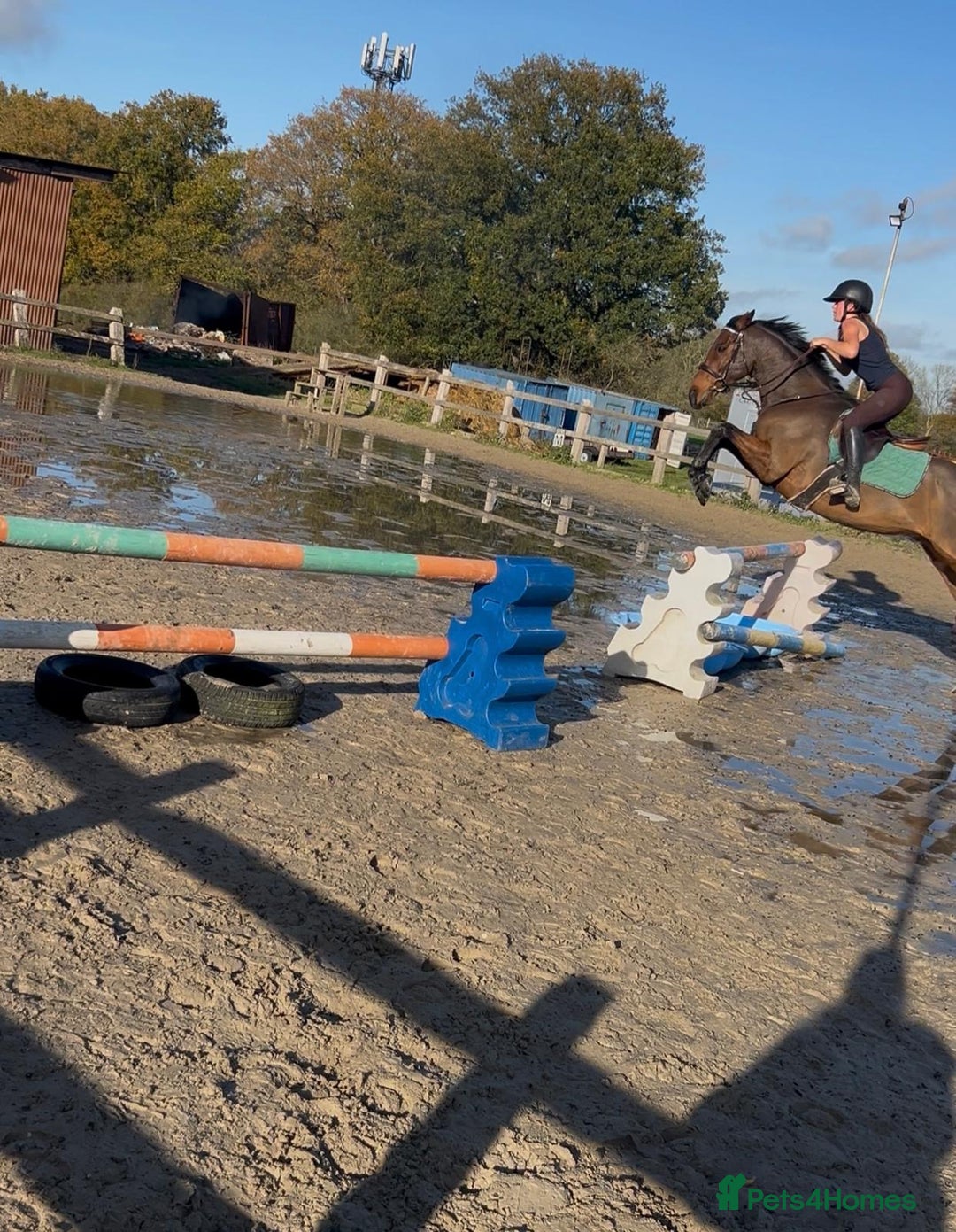 English Thoroughbred horses for sale: Super safe alrounder gelding  - Advert 19