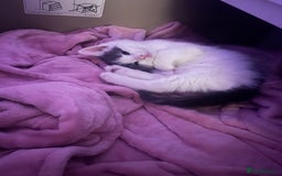 British Shorthair cats for sale: 2 kittens for sale  - Image 4