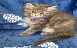 Maine Coon cats for sale: Pedigree MainCoon Kittens  - Image 25