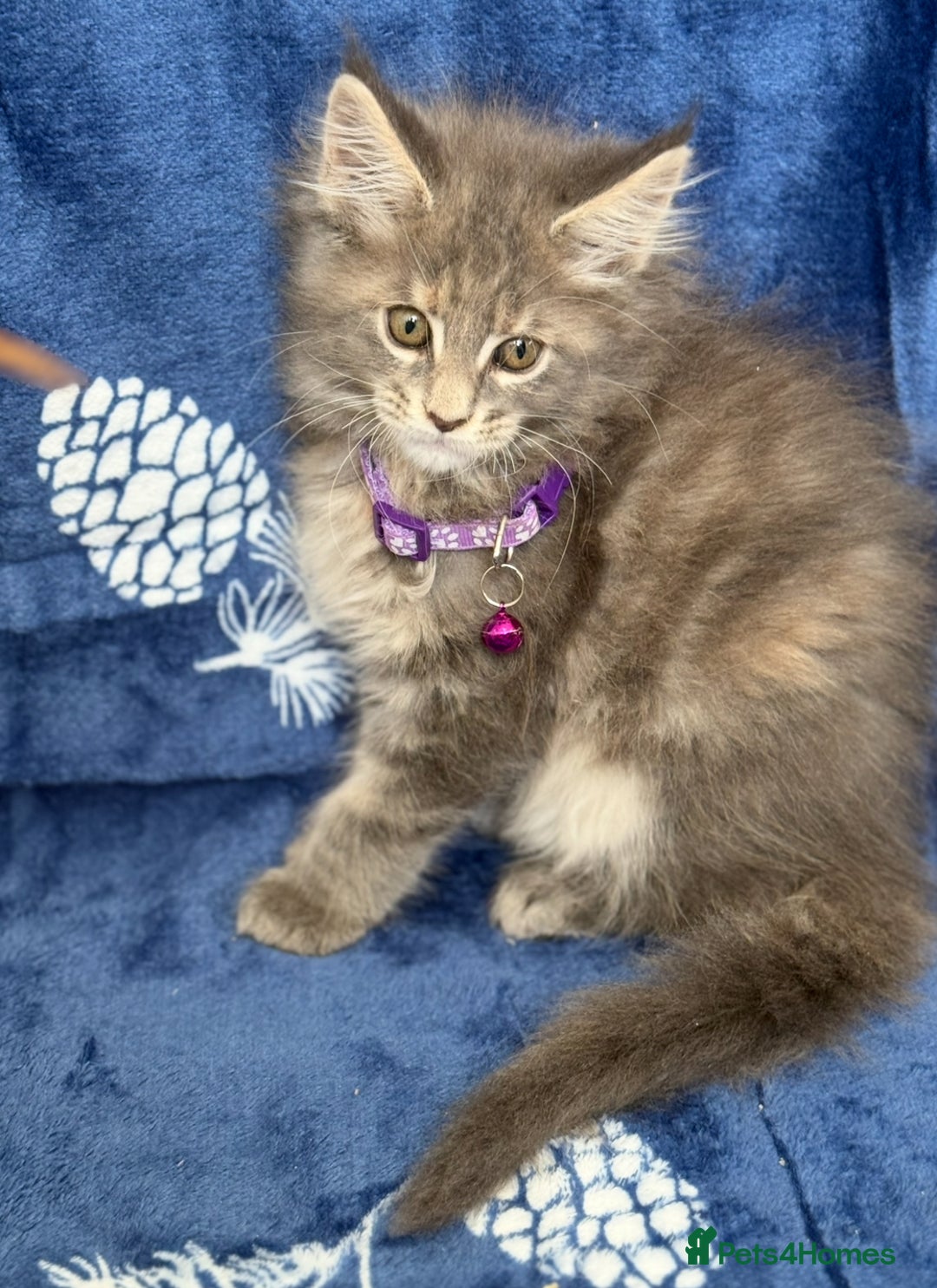Maine Coon cats for sale: Pedigree MainCoon Kittens  - Image 25