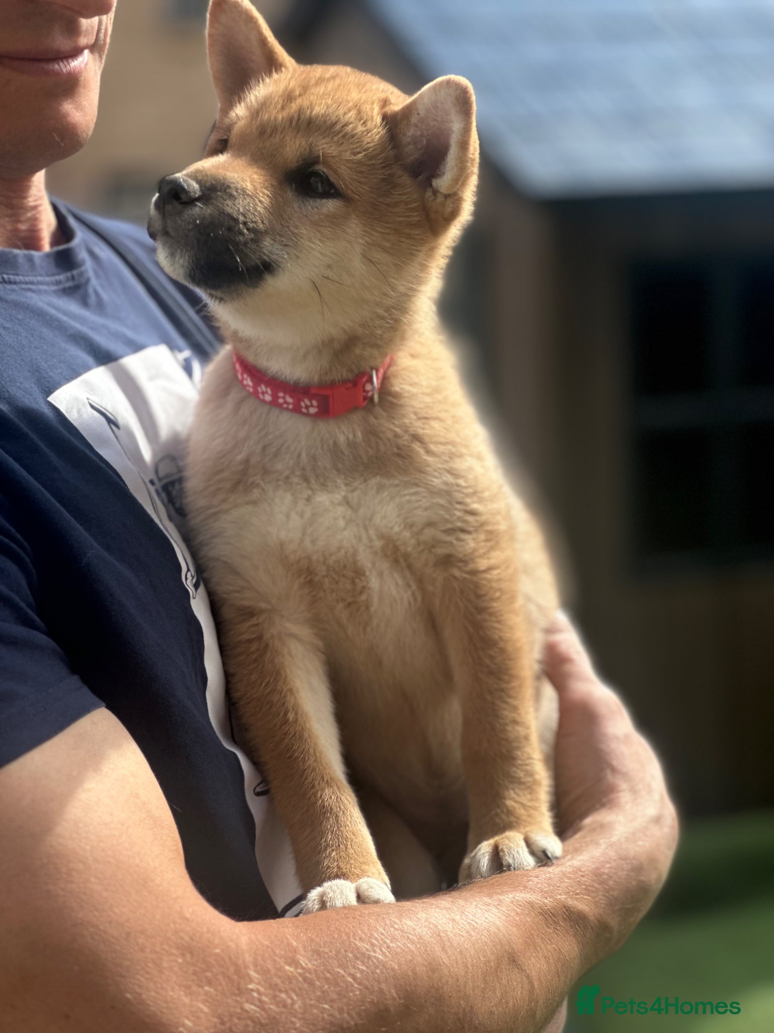 Japanese Shiba Inu dogs for sale: KC-Certified Shiba Inu puppies. 100% Pure blooded. - Advert 6