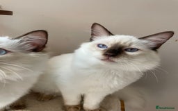 Ragdoll cats for sale: Ragdoll kittens from Moonliteyecats  - Image 13