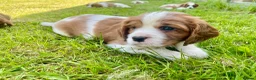 Cavalier King Charles Spaniel dogs for sale: 6 Beautiful KC Registered Cavalier King Charles  - Advert 15
