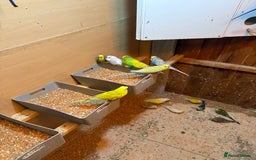 Budgerigars birds for sale: Budgies  - Image 10