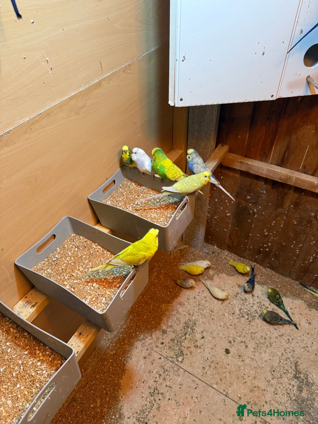 Budgerigars birds for sale: Budgies  - Image 10
