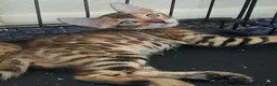 Bengal cats for sale: Stunning litter of brown rosetted Bengal cubs  - Advert 6