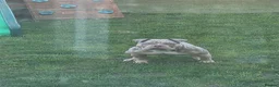American Bully dogs for sale: American bully - Advert 1
