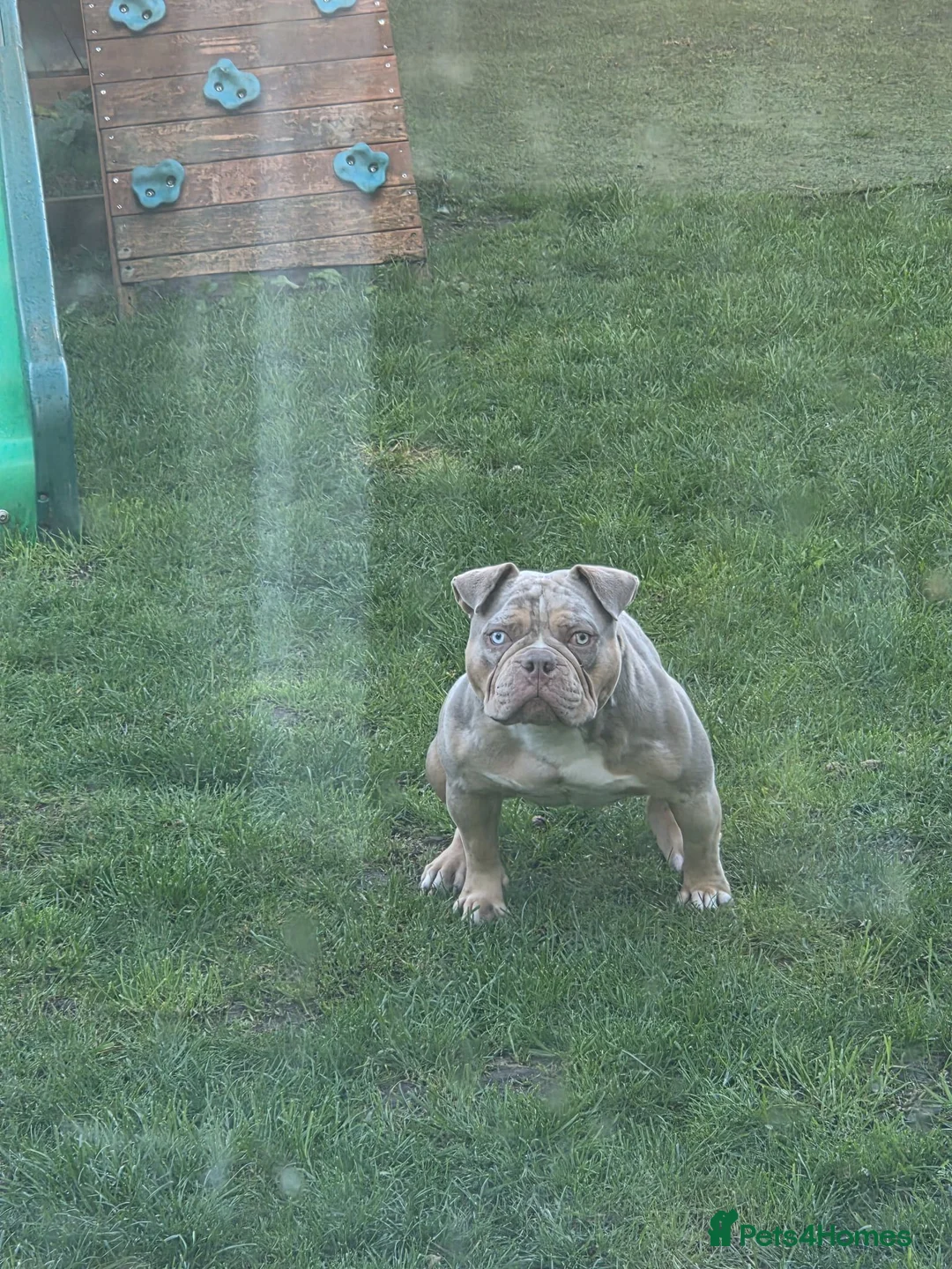 American Bully dogs for sale: American bully - Advert 1