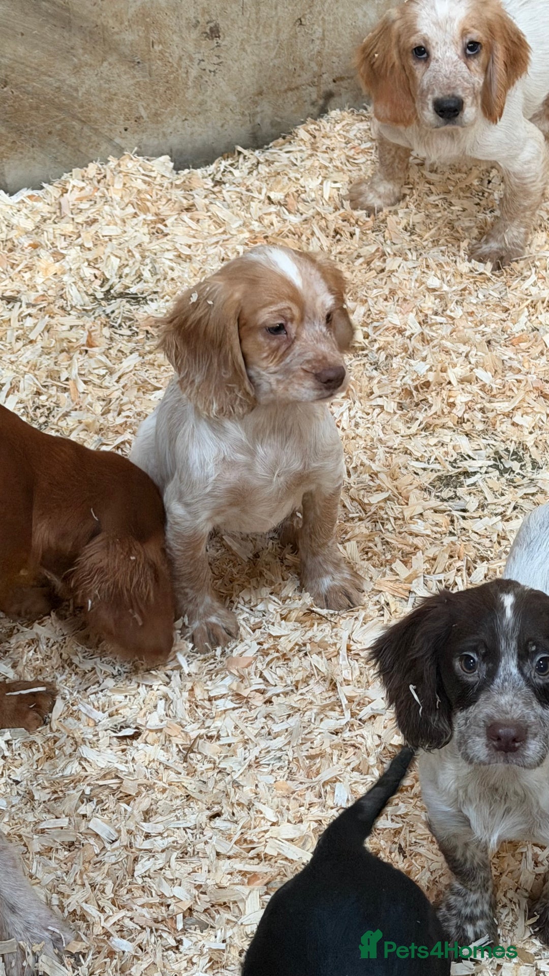 Sprocker dogs for sale: 4 Sprocker Spaniels  - Advert 10