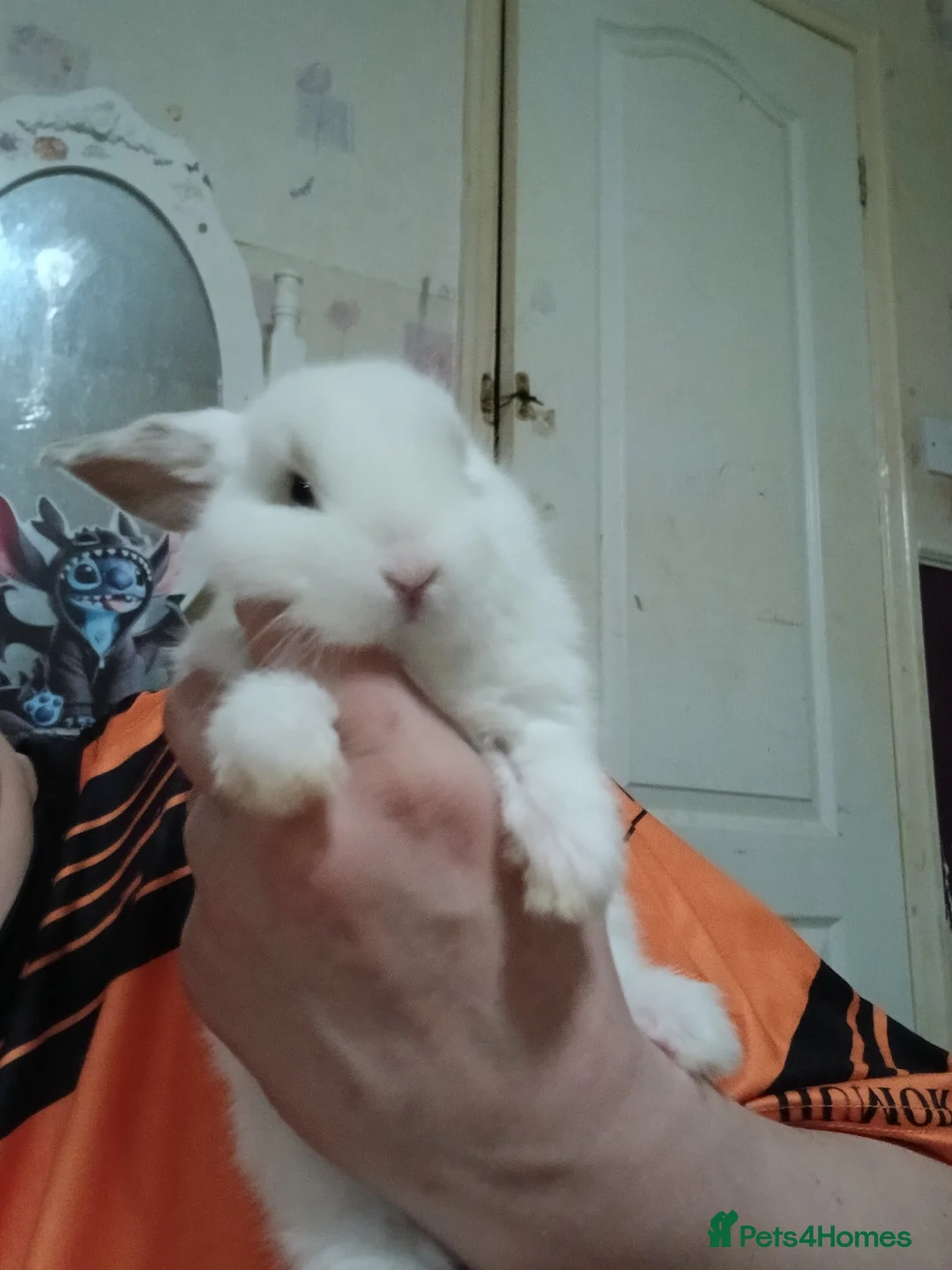 Mixed Breed rabbits for sale: Albino cross lion head babies  in Sunderland - Advert 1
