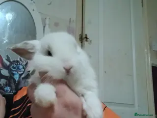 Mixed Breed rabbits Albino cross lion head babies - Advert 13