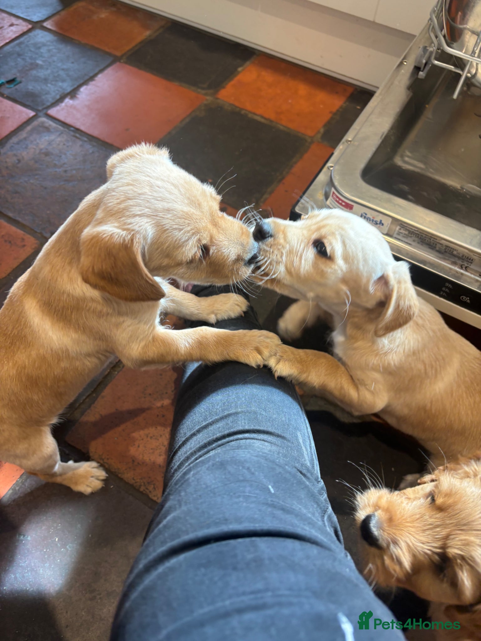 Mixed Breed dogs Cairnnoodle Puppies  - Advert 2