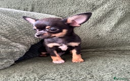 Chihuahua dogs for sale: Tiny chihuahua puppies  - Image 11