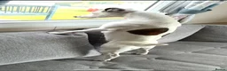 Plummer Terrier dogs for sale: Beautiful Plummer terriors  in Bradford - Advert 11