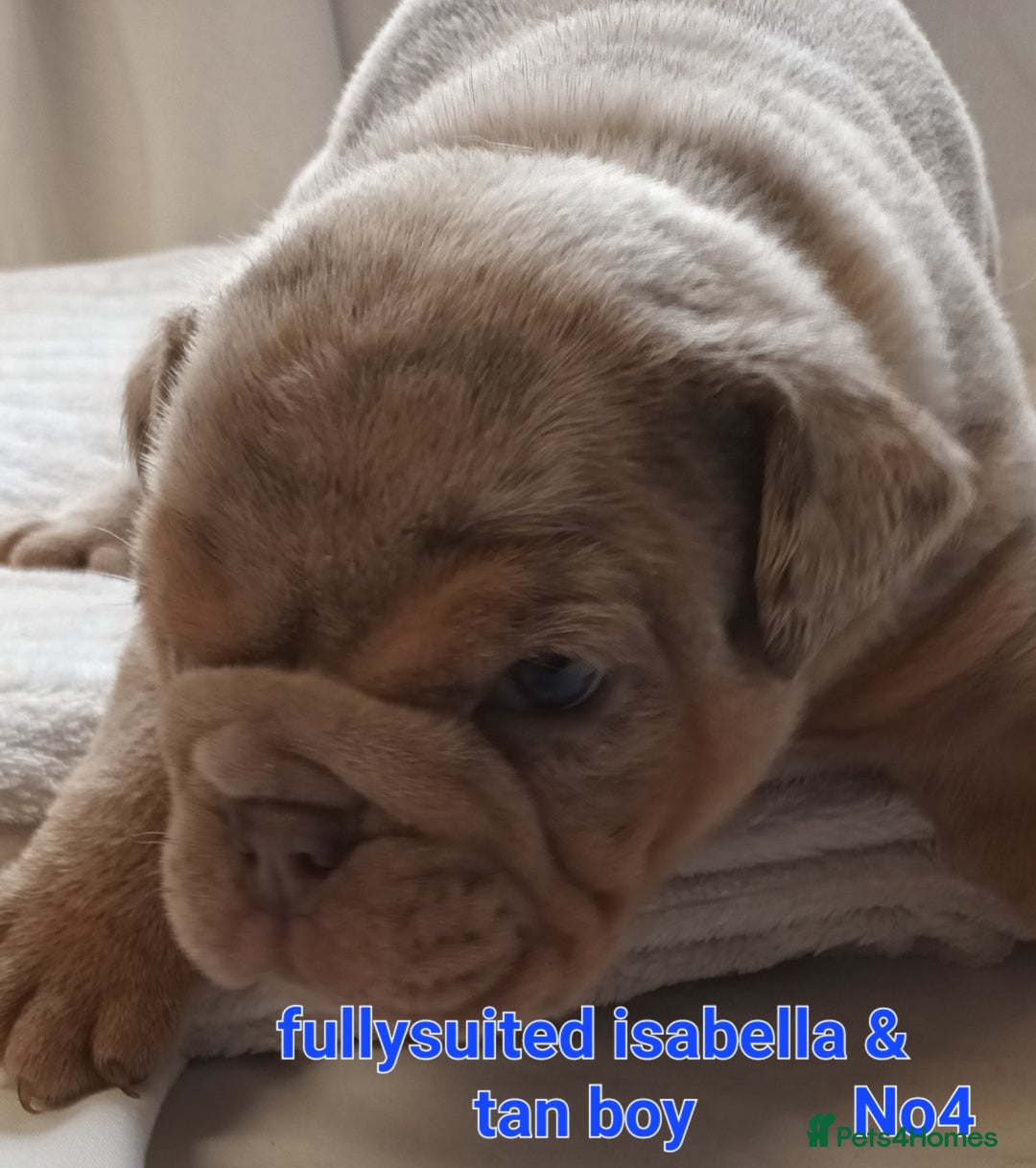 English Bulldog dogs for sale: Dwkc englìsh bulldog puppies  - Image 23