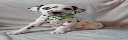 Dalmatian dogs for sale: Stunning Dalmatian Pups - Advert 4