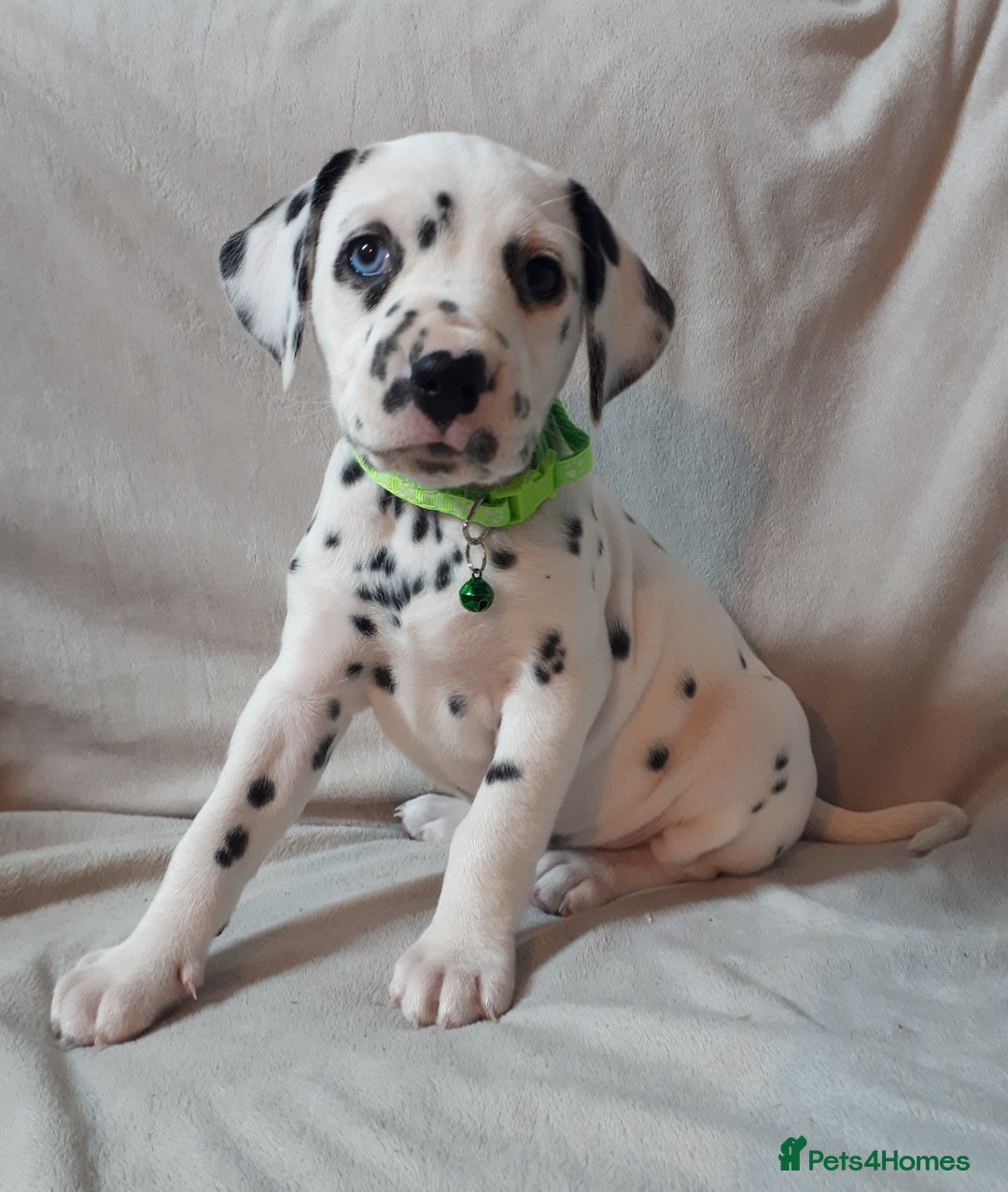 Dalmatian dogs for sale: Stunning Dalmatian Pups - Advert 4
