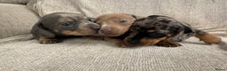 Miniature Dachshund dogs for sale: Miniature Dachshund puppies - Advert 9