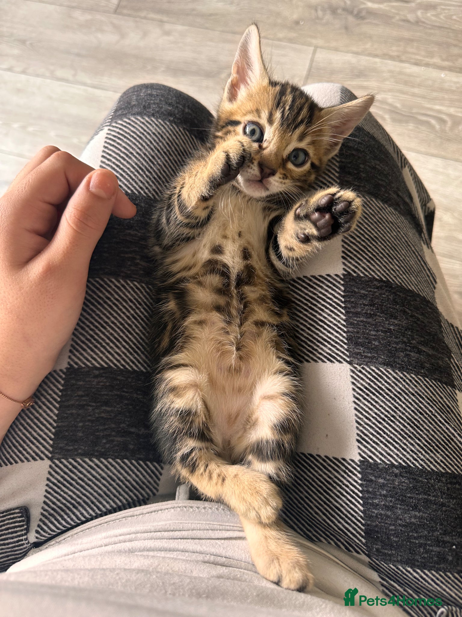 Bengal cats Bengal girls for sale  - Advert 1