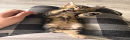 Bengal cats for sale: Bengal girls for sale  - Advert 1