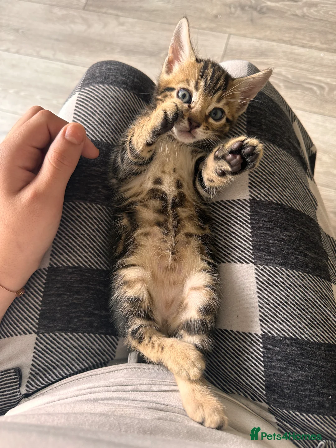 Bengal cats for sale: Bengal girls for sale  - Advert 1