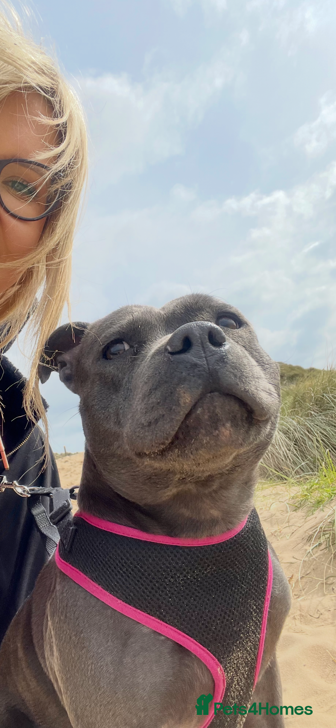 Staffordshire Bull Terrier dogs for sale: 6 blue Staffordshire bullterrier puppies for sale  - Advert 6