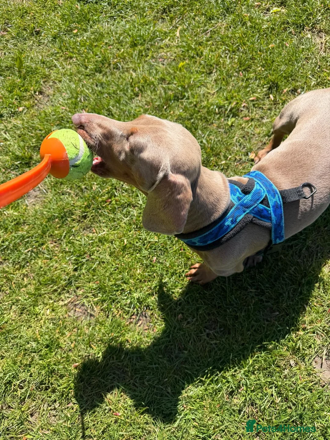 Miniature Dachshund dogs for stud: Isabella Tan KC Registered Stud  - Advert 13