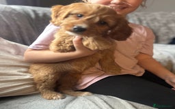 Cockapoo dogs for sale: Cockapoo Puppies - Image 6