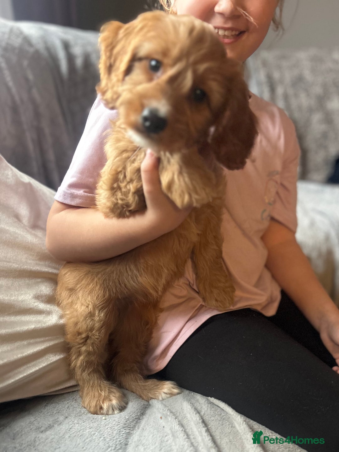 Cockapoo dogs for sale: Cockapoo Puppies - Image 6