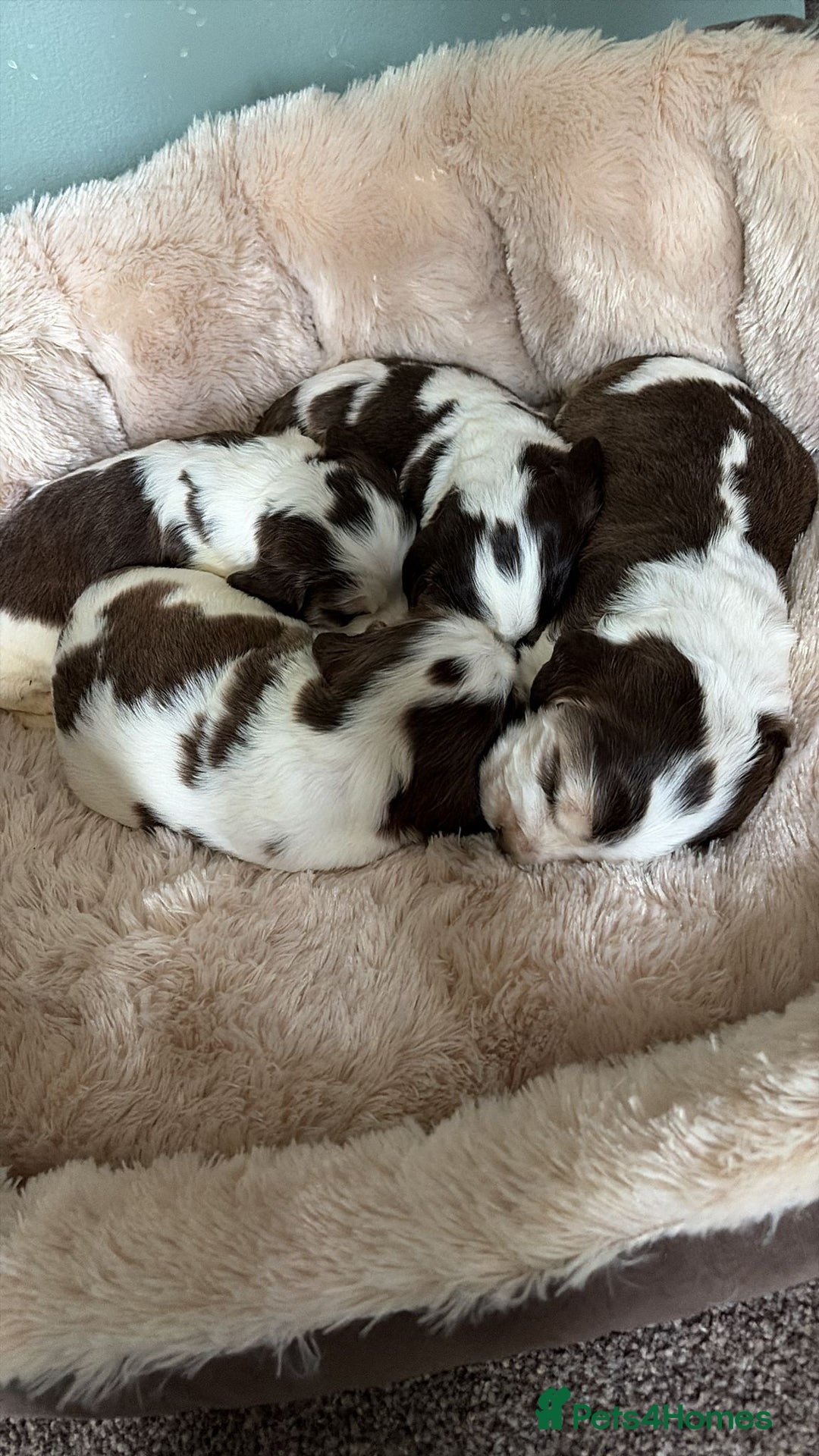 Cocker Spaniel dogs for sale: 🩷Stunning chocolate sable roan show type cocker🩷 - Advert 15