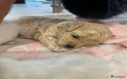 Maltipoo dogs for sale: We have six beautiful Malti-Poo’s - Image 15