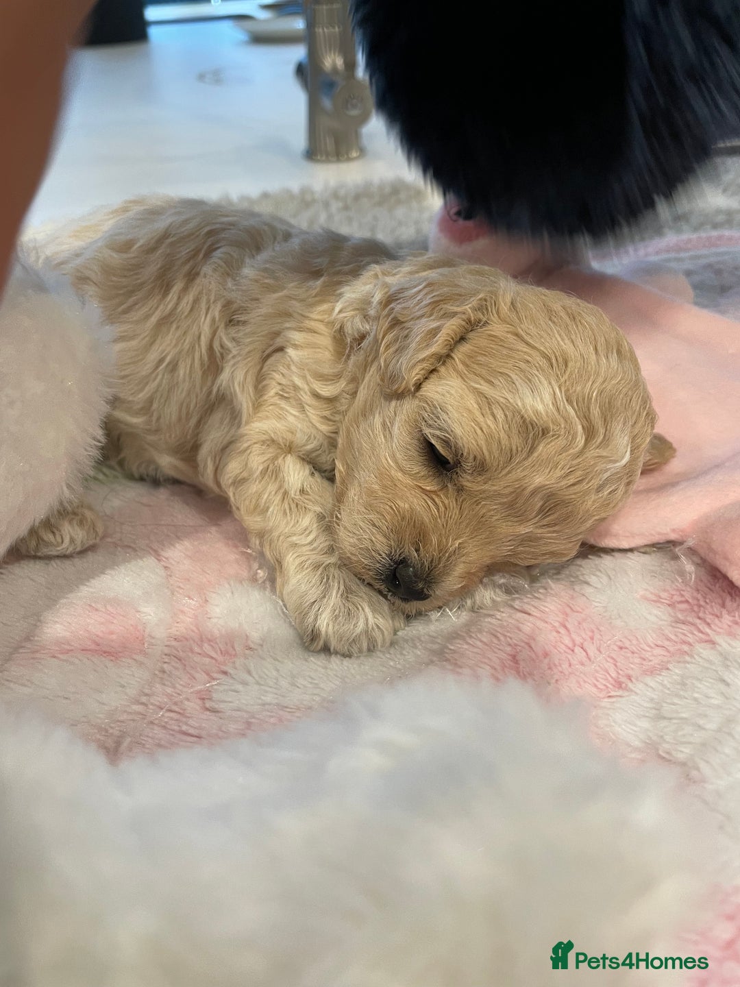 Maltipoo dogs for sale: We have six beautiful Malti-Poo’s - Image 15
