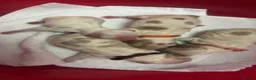 Cocker Spaniel dogs for sale: Beautiful cocker spaniel puppies  - Advert 14
