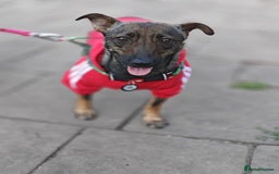 Mixed Breed dogs for adoption: 💖🐶 MALVA 🐶💖 - Image 15