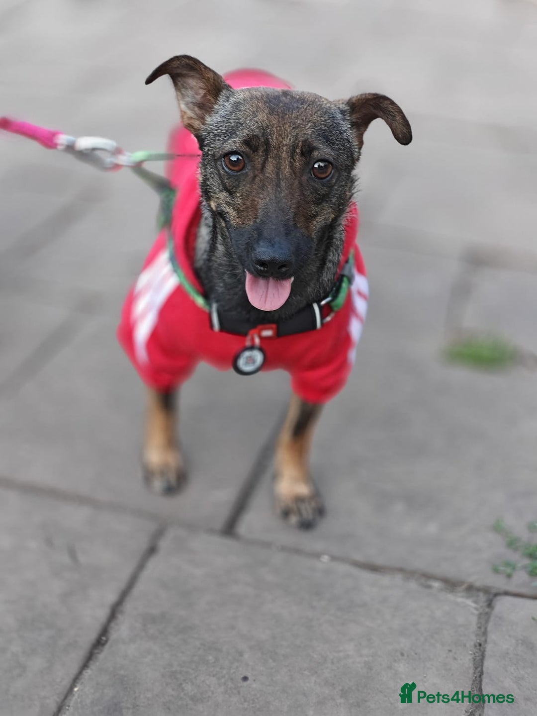 Mixed Breed dogs for adoption: 💖🐶 MALVA 🐶💖 - Image 15