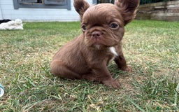 French Bulldog dogs for sale: *Fluffy French Bulldog Pups-4 reserved* - Image 29