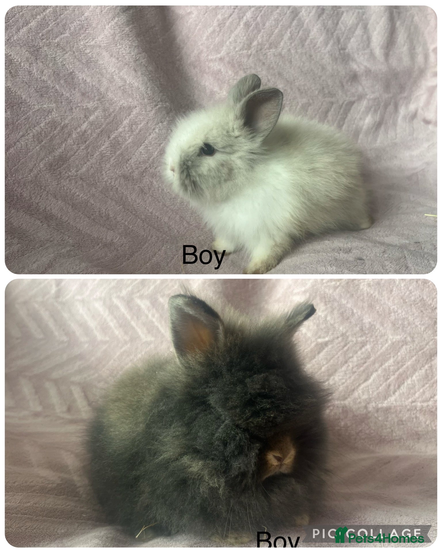 Lionhead rabbits Mini double maned lionheads £65-75 - Advert 1