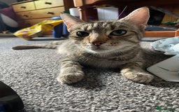 Mixed Breed cats for sale: 1/4 Bengal Female Kitten  - Image 6