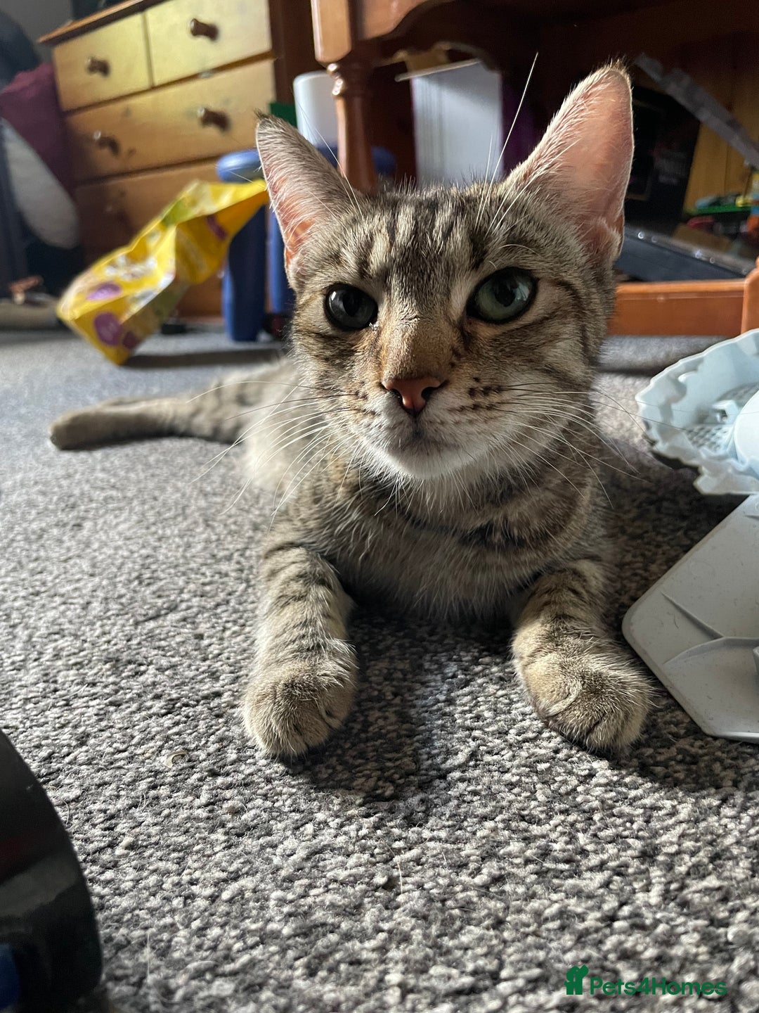 Mixed Breed cats for sale: 1/4 Bengal Female Kitten  - Image 6