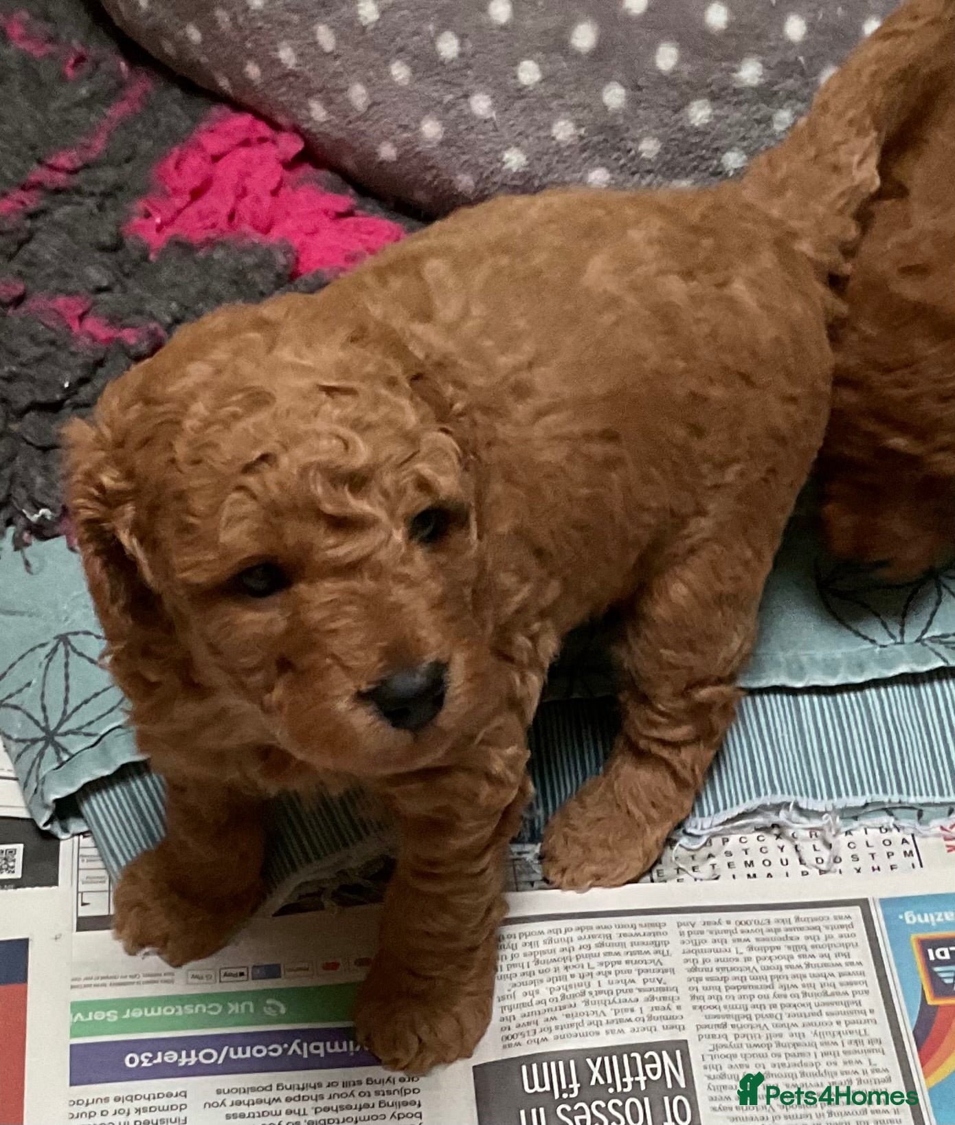 Cockapoo dogs COCKAPOO PUPPIES RED & BLACK in CAMBRIDGESHIRE  - Advert 16
