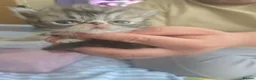 Persian cats for sale: Persian Kittens - Advert 7