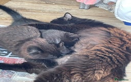 Mixed Breed cats for sale: Ready for forever homes NOW - Image 27