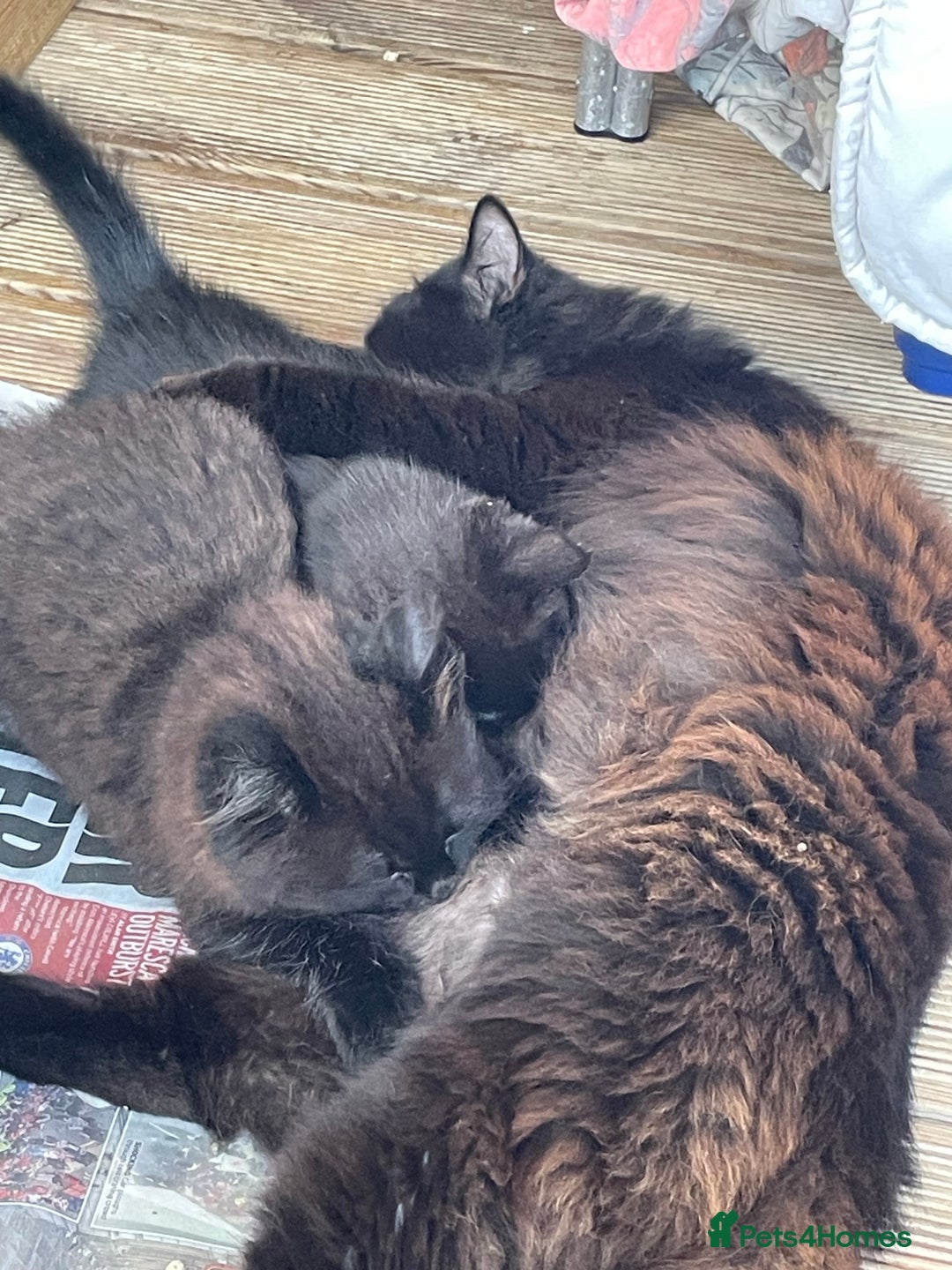Mixed Breed cats for sale: Ready for forever homes NOW - Image 27