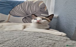 Snowshoe cats for sale:  pedigree Tica reg  snowshoes  READY NOW - Image 13