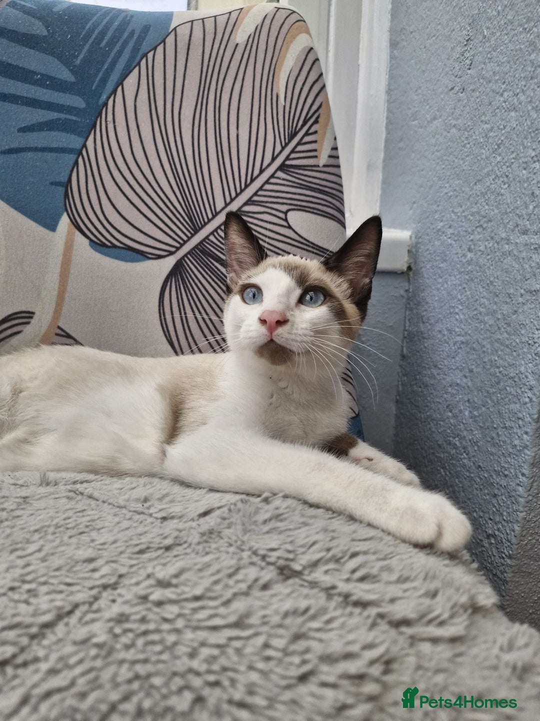 Snowshoe cats for sale:  pedigree Tica reg  snowshoes  READY NOW - Image 13