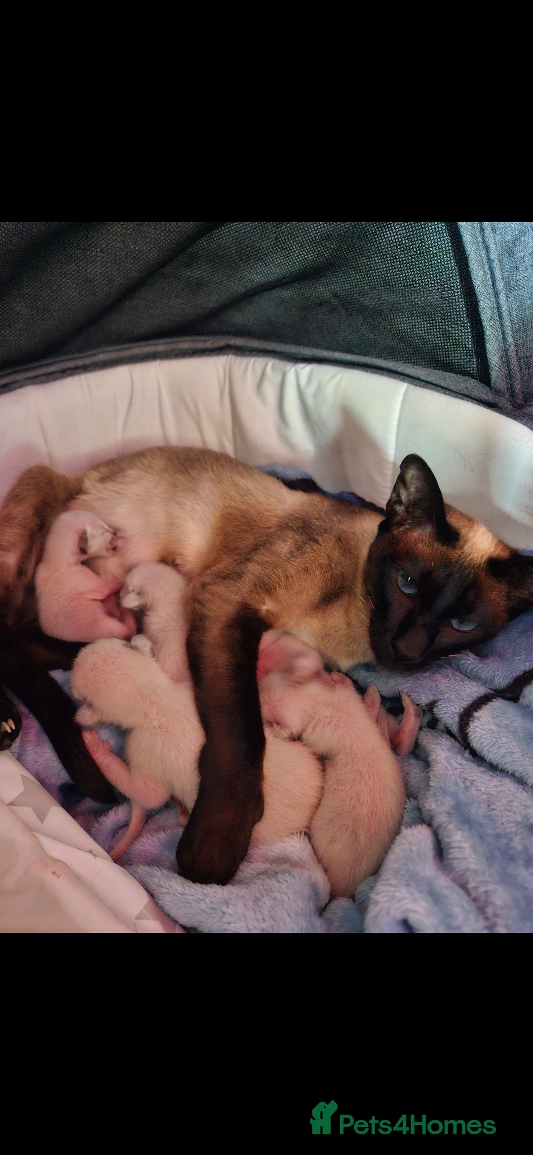 Siamese cats for sale: Siamese kittens  - Image 5