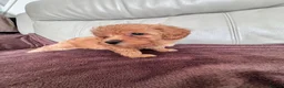 Toy Poodle dogs for sale: 5 Adorable Toy Poodle Puppies - Advert 14